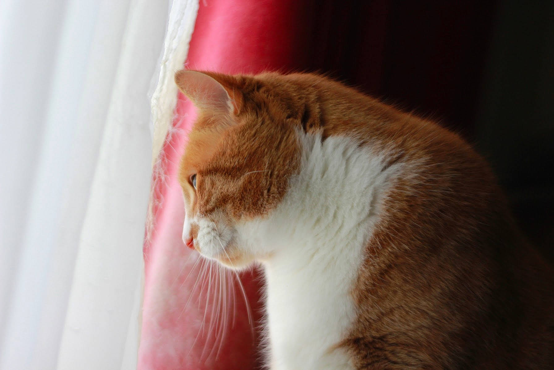 Huey is registered to the contest to win money with this photo: aegean_cat, american_wirehair, carnivore, cat, domestic_short_haired_cat, ear, european_shorthair, fawn, felidae, fur, polydactyl_cat, small_to_medium_sized_cats, snout, tabby_cat, tail, whiskers