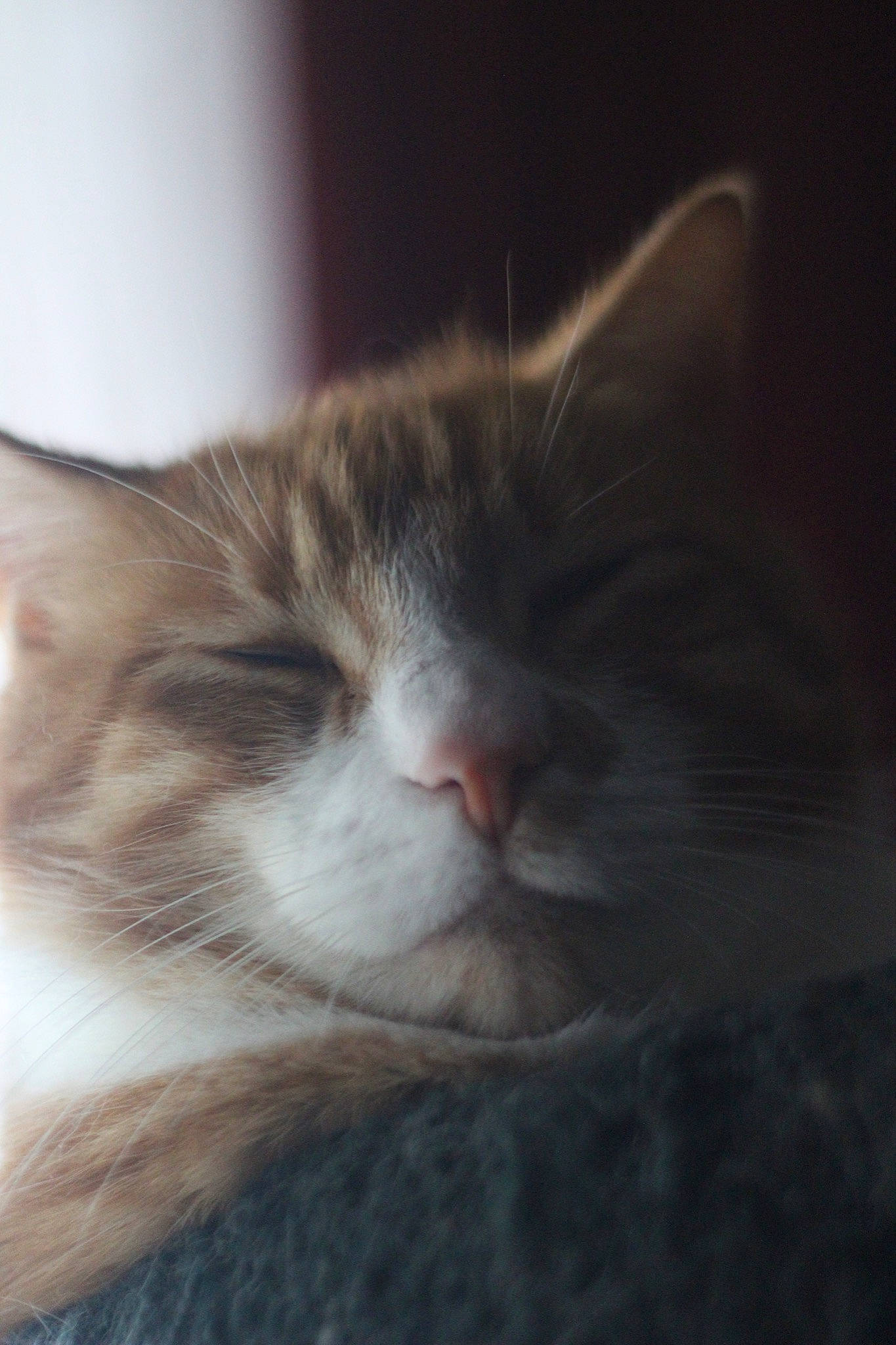 Huey joined the competition — help win amazing prizes! carnivore, cat, close_up, cloud, domestic_short_haired_cat, ear, european_shorthair, eye, felidae, fur, kitten, nap, norwegian_forest_cat, nose, sky, sleep, small_to_medium_sized_cats, snout, whiskers