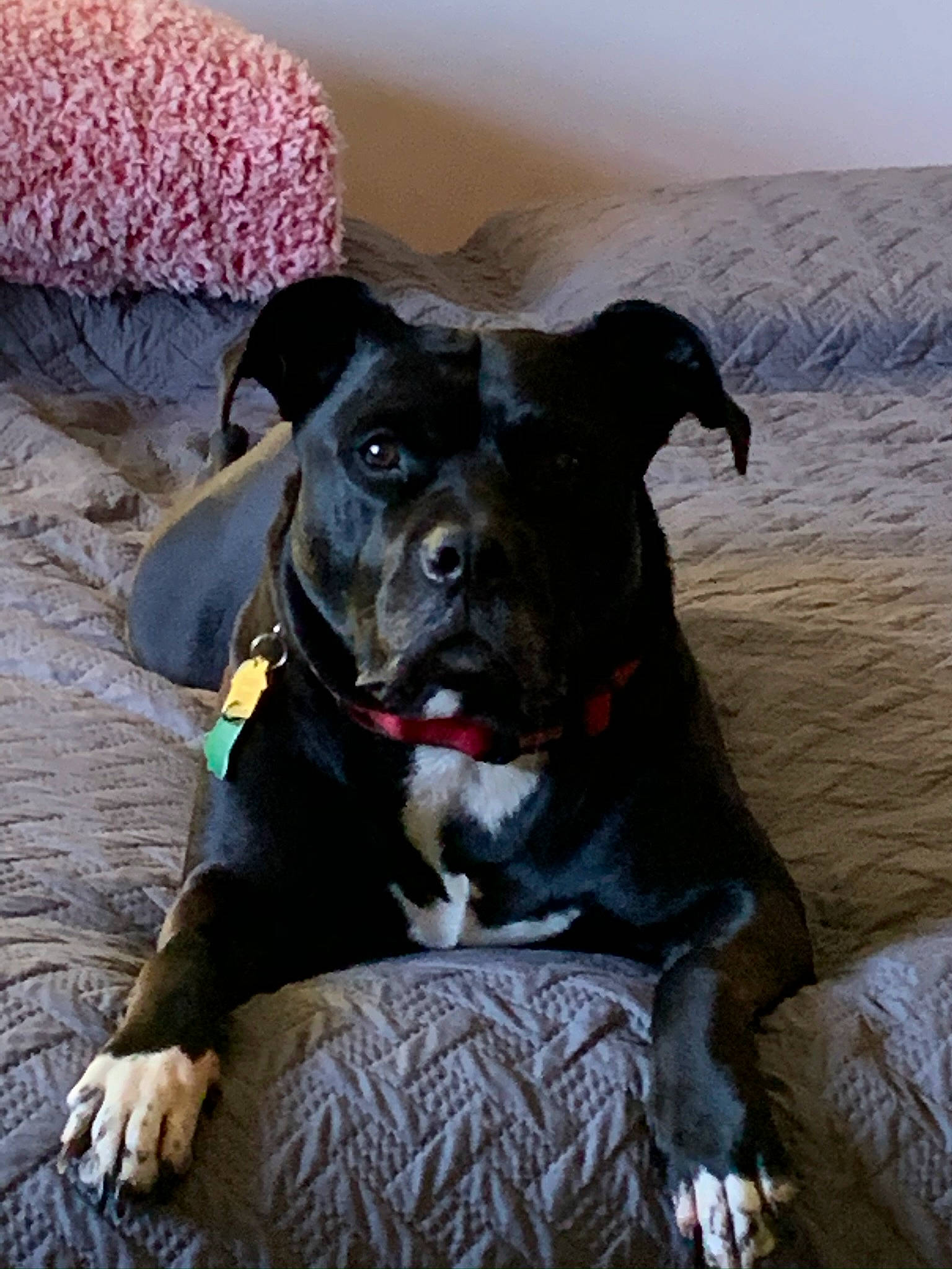 Shamus is registered to the contest to win money with this photo: borador, canidae, carnivore, collar, comfort, companion_dog, dog, dog_breed, dog_collar, fawn, guard_dog, non_sporting_group, pet_supply, snout, sporting_group, terrestrial_animal, toy_dog, whiskers, working_animal, working_dog