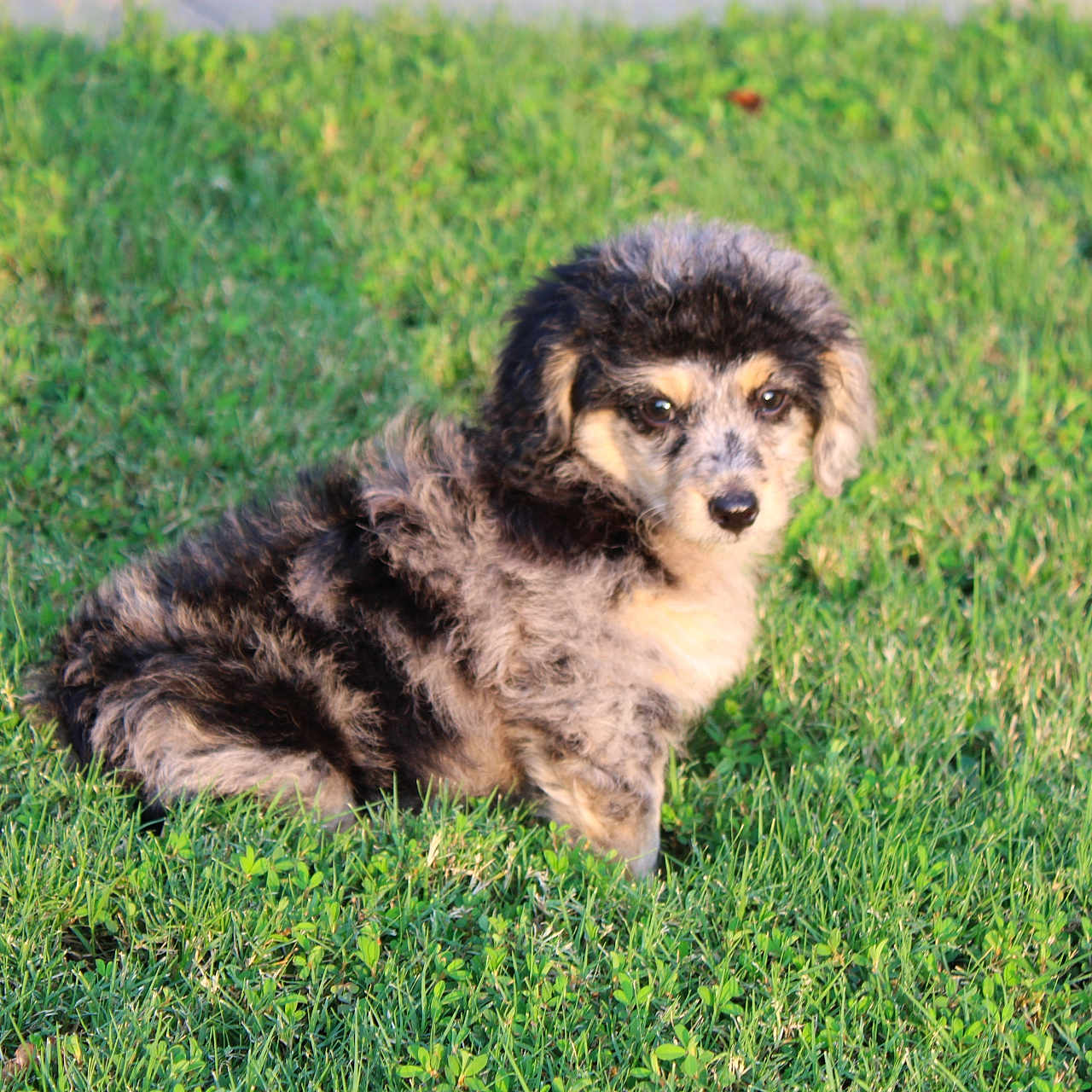 Lila