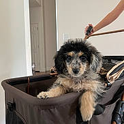 Lila joined the competition — help win amazing prizes! puppy, dog, stroller, pet, indoor, cute, fluffy, animal, young, brown, black, white, fur, face, eyes, paw, handle, person, home, relaxed