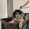 puppy, dog, stroller, pet, indoor, cute, fluffy, animal, young, brown, black, white, fur, face, eyes, paw, handle, person, home, relaxed