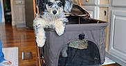 Lila joined the competition — help win amazing prizes! puppy, dog, pet_stroller, indoor, kitchen, wooden_floor, cabinet, furniture, adorable, fluffy, fur, black_fur, gray_fur, cream_fur, eyes, cute, animal, domestic_animal, resting, cozy