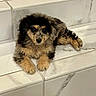 Lila is registered to the contest to win money with this photo: puppy, dog, pet, animal, fur, cute, marble, stairs, indoor, laying_down, looking_at_camera, fluffy, small_dog, brown, black, gray, adorable, domestic_animal, young, resting