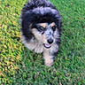 Lila is registered to the contest to win money with this photo: puppy, dog, grass, outdoor, animal, fur, black_fur, white_fur, tan_fur, blur, motion_blur, walking, pet, cute, nature, young_dog, canine, playful, greenery, small_dog