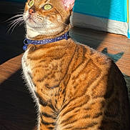 Baja Blast joined the competition — help win amazing prizes! cat, bengal_cat, pet, indoor, sunlight, striped_fur, collar, green_eyes, whiskers, ears, sitting, wooden_floor, shadow, closeup, feline, domestic_animal, cute, animal, fur, portrait