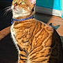 cat, bengal_cat, pet, indoor, sunlight, striped_fur, collar, green_eyes, whiskers, ears, sitting, wooden_floor, shadow, closeup, feline, domestic_animal, cute, animal, fur, portrait