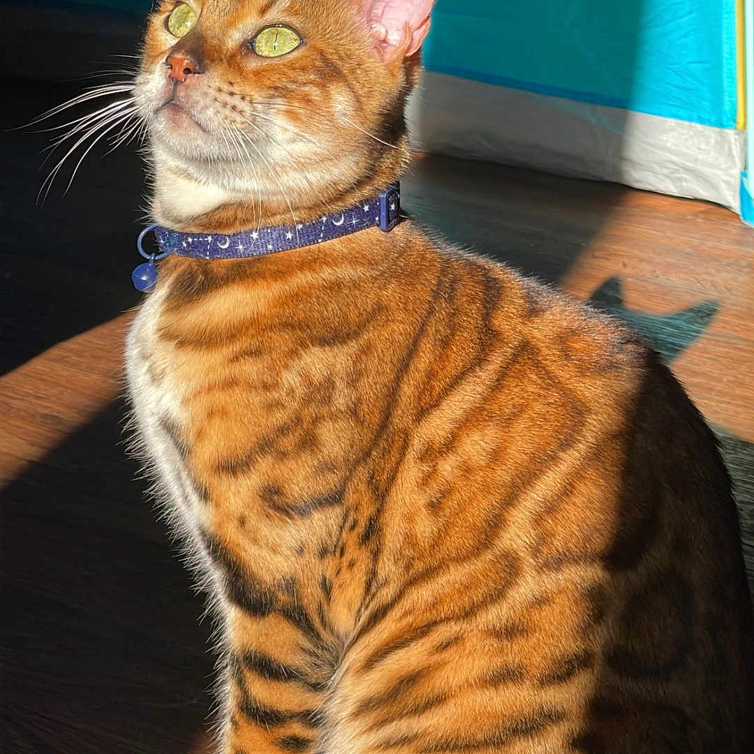 Baja Blast joined the competition — help win amazing prizes! animal, bengal_cat, cat, closeup, collar, cute, domestic_animal, ears, feline, fur, green_eyes, indoor, pet, portrait, shadow, sitting, striped_fur, sunlight, whiskers, wooden_floor