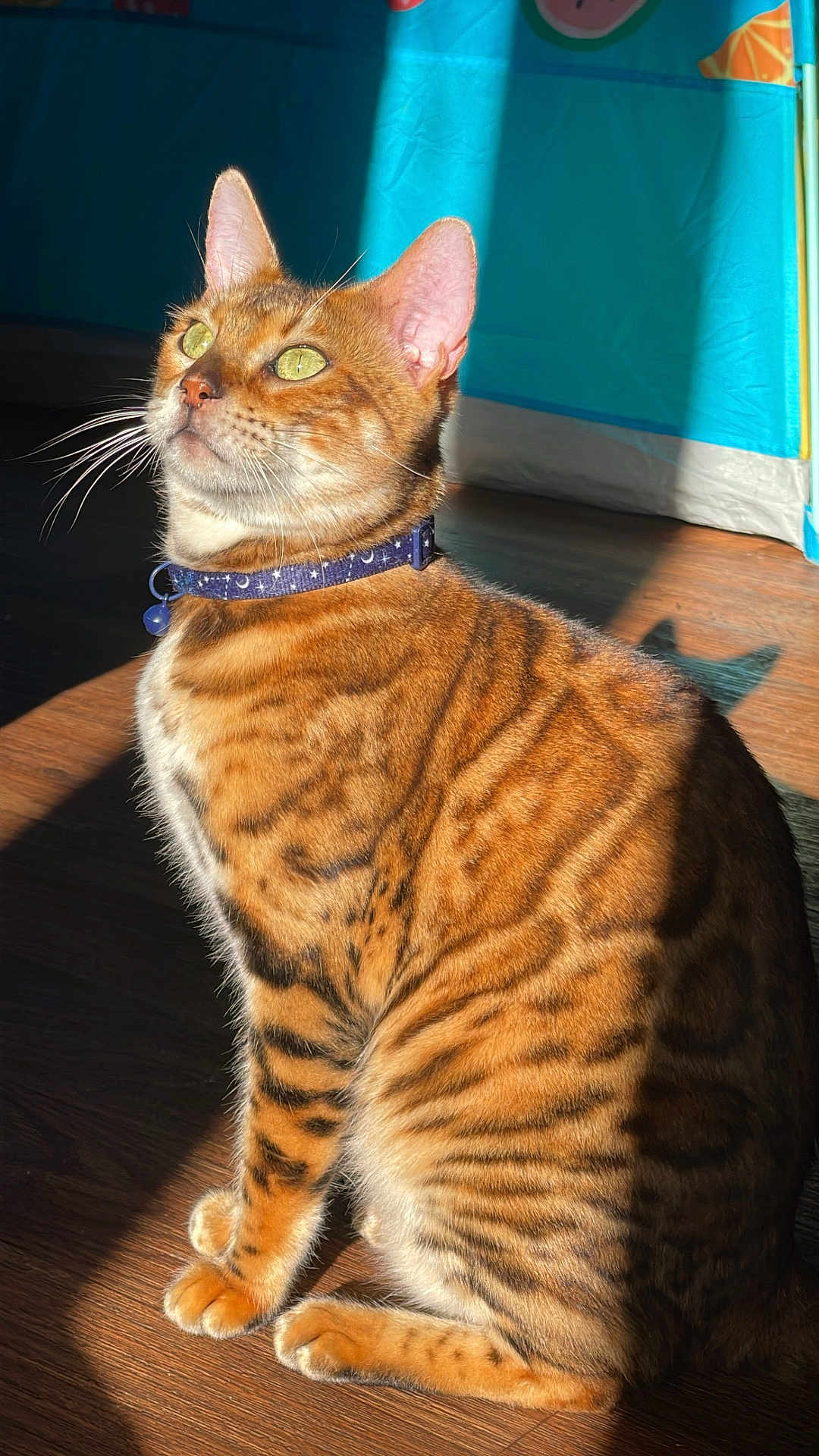 Baja Blast joined the competition — help win amazing prizes! cat, bengal_cat, pet, indoor, sunlight, striped_fur, collar, green_eyes, whiskers, ears, sitting, wooden_floor, shadow, closeup, feline, domestic_animal, cute, animal, fur, portrait