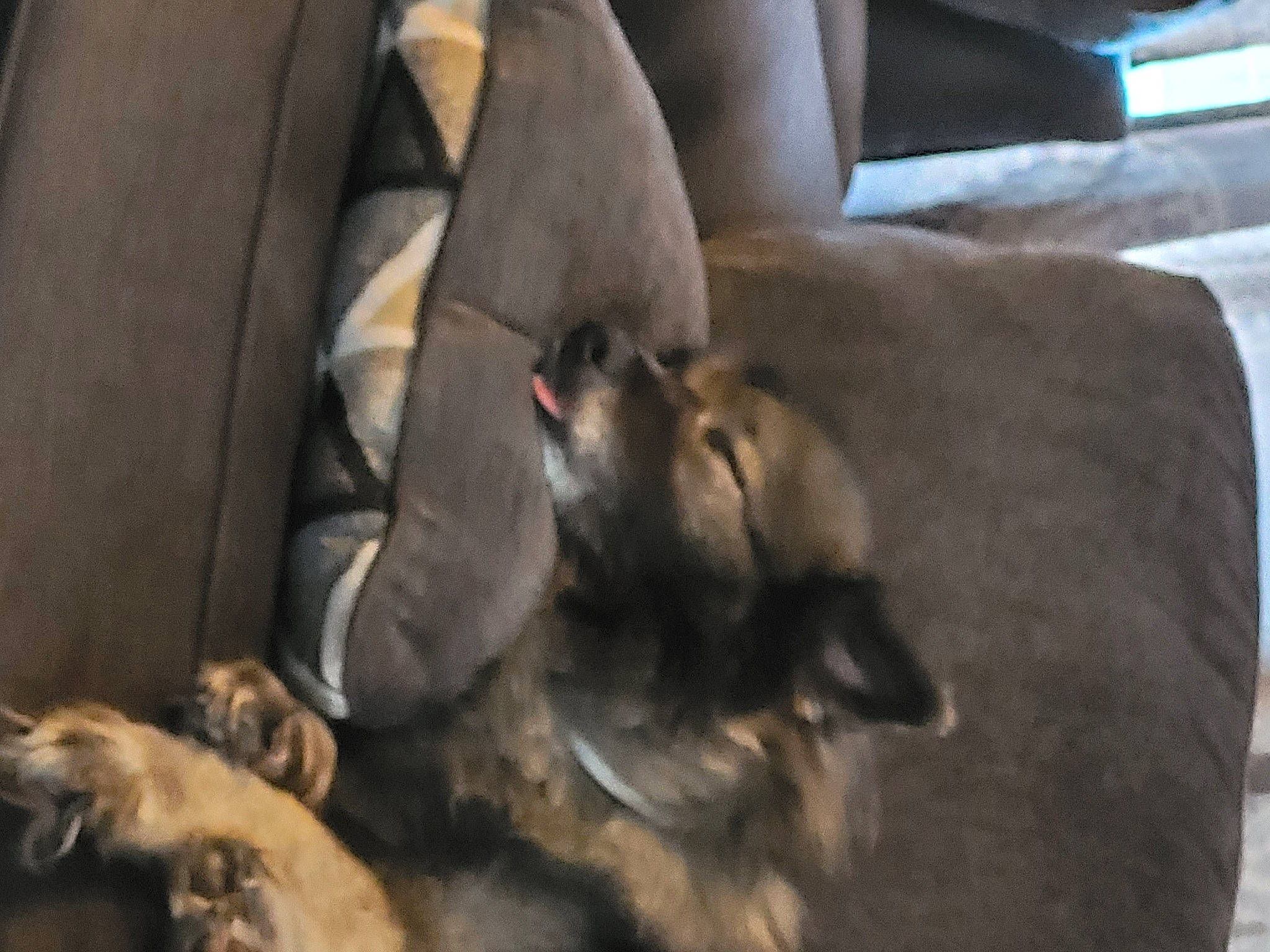 Leo is registered to the contest to win money with this photo: canidae, comfort, companion_dog, couch, dog, dog_breed, fawn, felidae, fur, hardwood, mammal, paw, small_to_medium_sized_cats, sporting_group, tail, terrestrial_animal, toy_dog, wood, working_animal