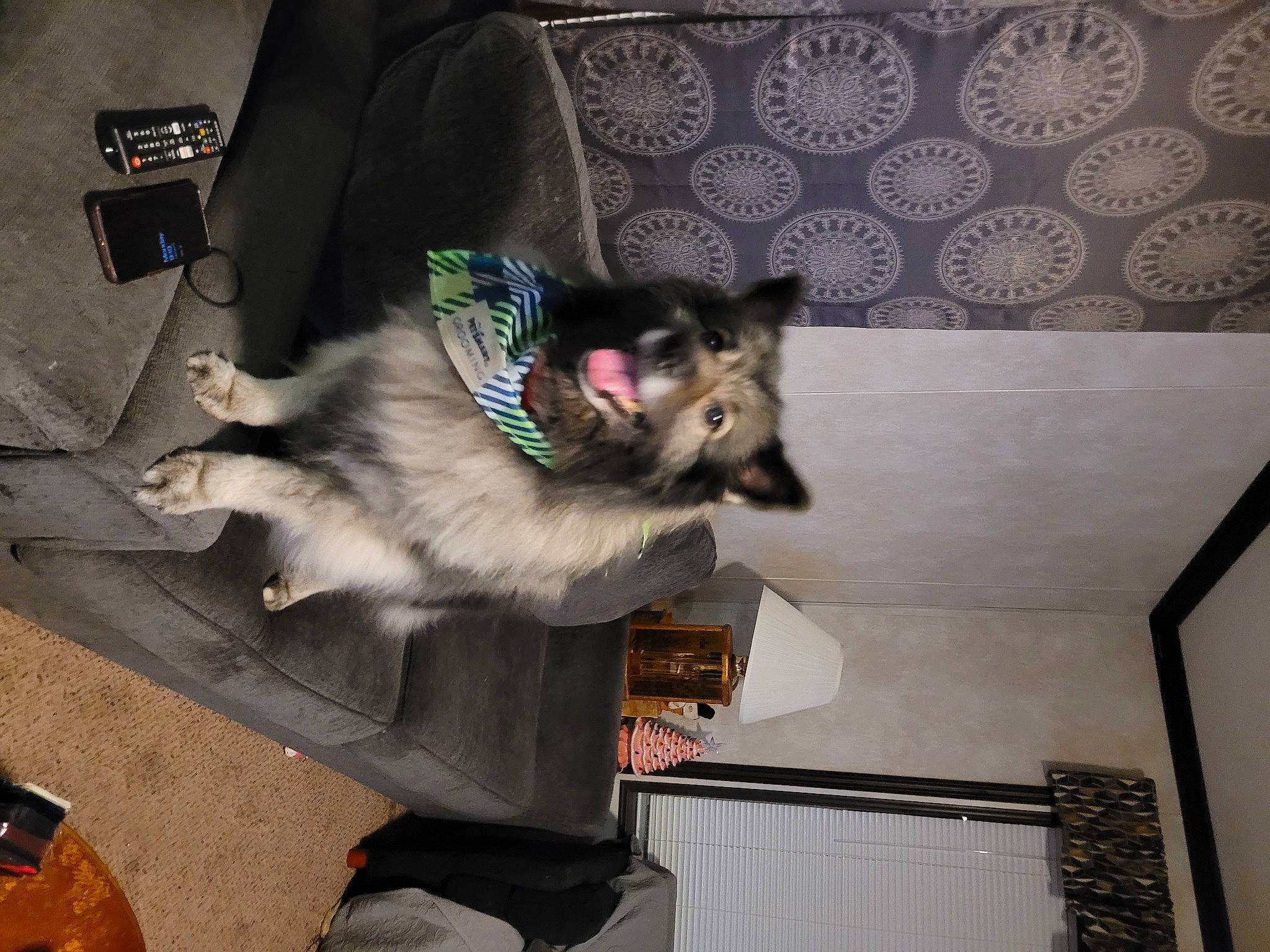 Leo joined the competition — help win amazing prizes! bag, canidae, carnivore, collar, companion_dog, couch, dog, dog_breed, dog_supply, felidae, flooring, fur, luggage_and_bags, paw, pet_supply, room, small_to_medium_sized_cats, sporting_group, tail, toy_dog