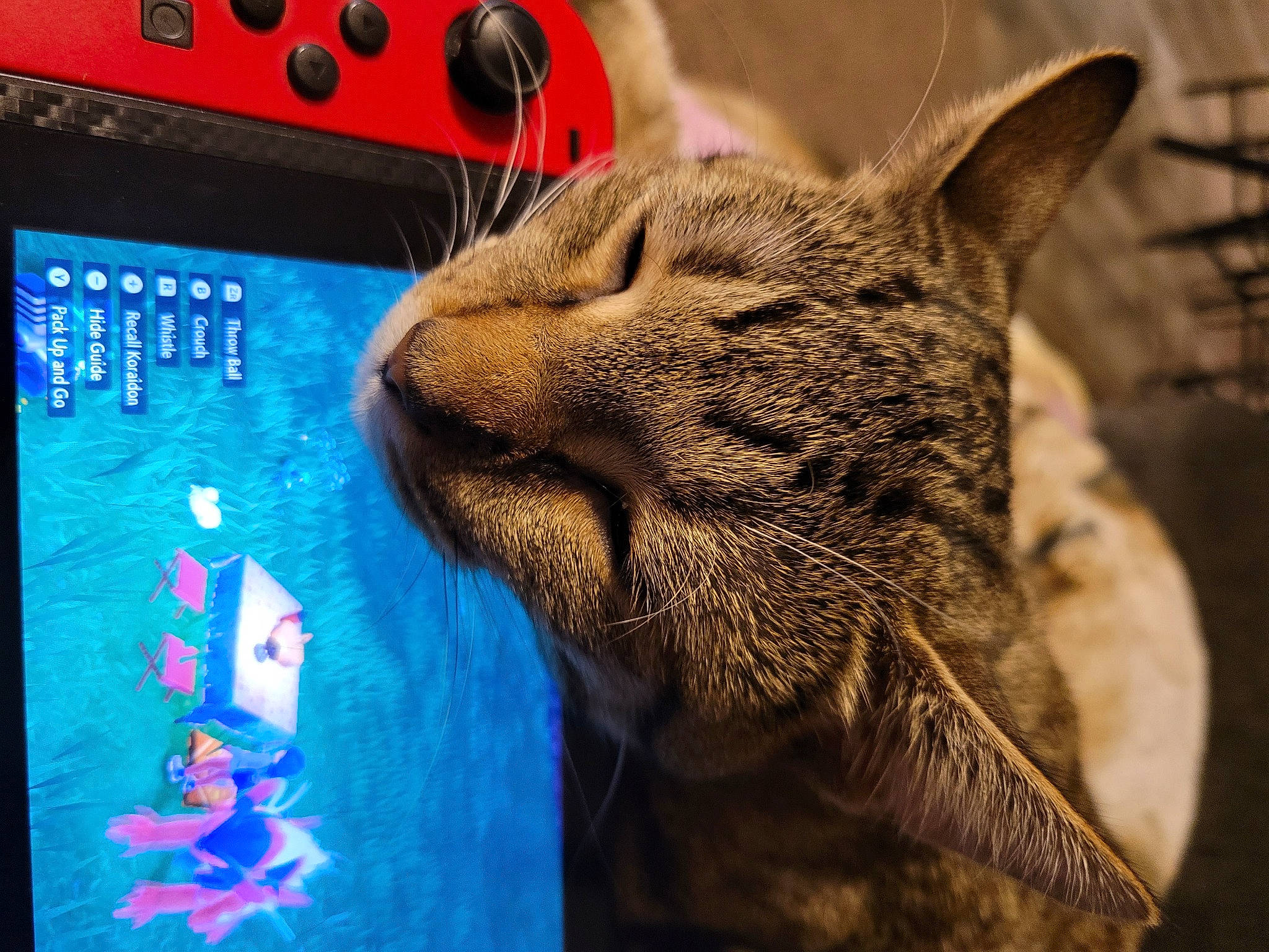 Luna is registered to the contest to win money with this photo: carnivore, cat, computer_keyboard, display_device, domestic_short_haired_cat, electric_blue, electronic_device, fawn, felidae, fur, gadget, input_device, office_supplies, organism, peripheral, small_to_medium_sized_cats, snout, terrestrial_animal, whiskers, window