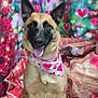 Bella joined the competition — help win amazing prizes! dog, canine, pet, animal, portrait, heart_pattern, bandana, pink, red, flower, ears, tongue_out, cute, happy, valentines, background, decor, sitting, fur, closeup