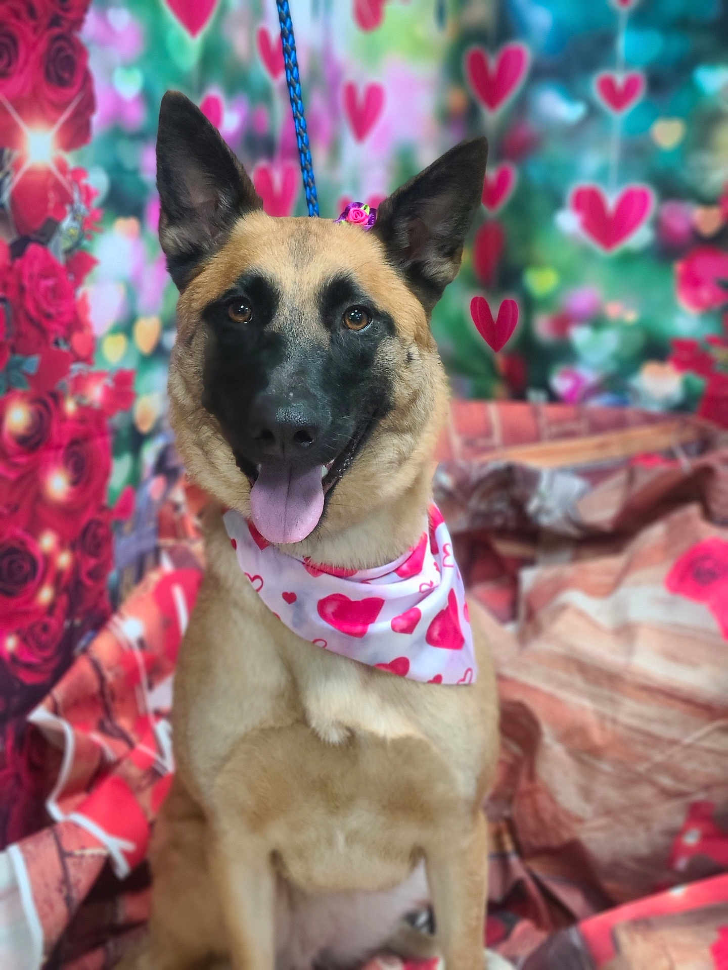 Bella joined the competition — help win amazing prizes! dog, canine, pet, animal, portrait, heart_pattern, bandana, pink, red, flower, ears, tongue_out, cute, happy, valentines, background, decor, sitting, fur, closeup