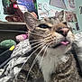 Dobby is registered to the contest to win money with this photo: cat, tabby_cat, tongue_out, close_up, stuffed_animals, plush_toys, poster, wall_art, blanket, indoor, cozy, whiskers, fur, pet, animal, face, ears, home, room, furniture