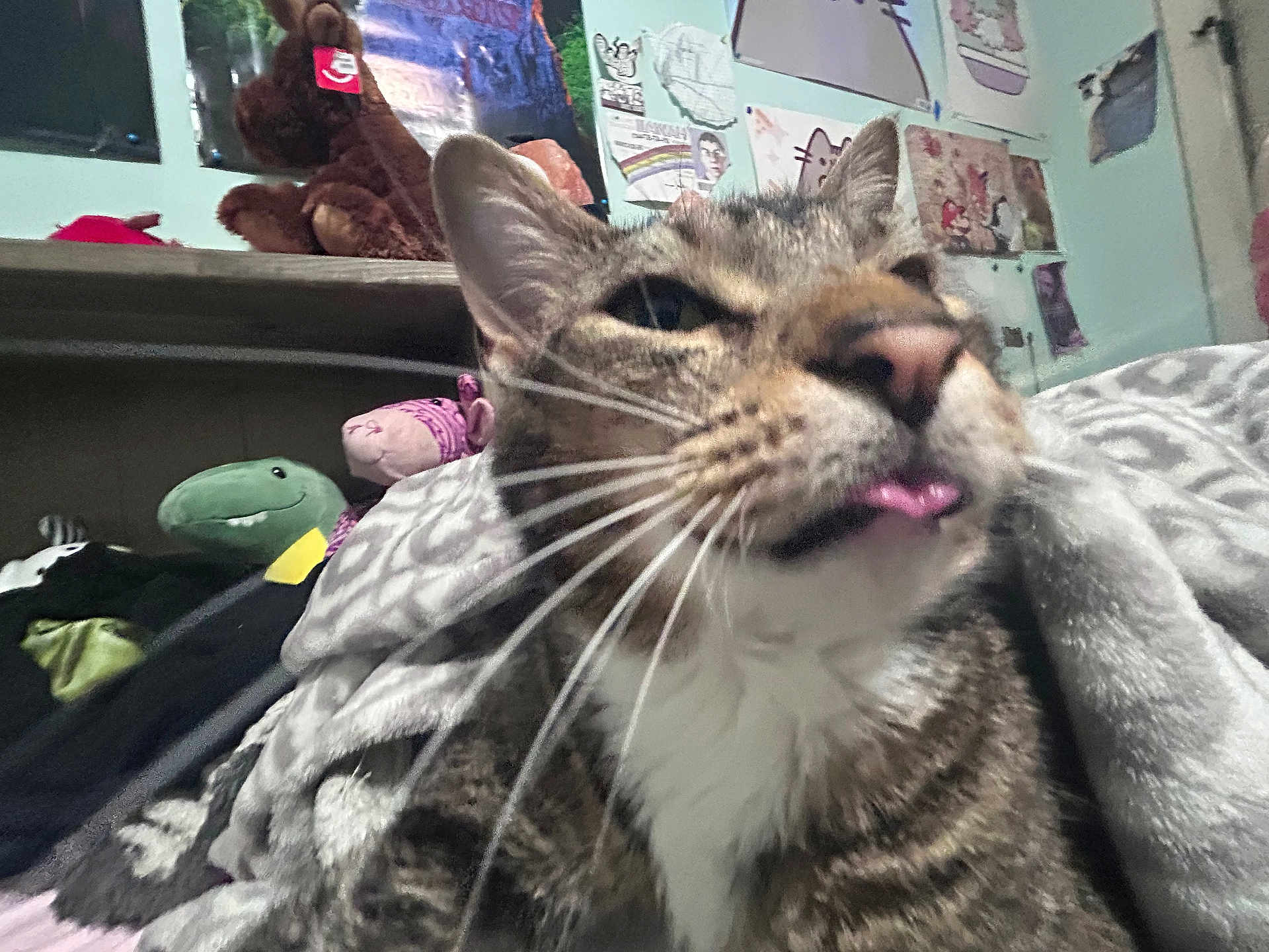 Dobby is registered to the contest to win money with this photo: cat, tabby_cat, tongue_out, close_up, stuffed_animals, plush_toys, poster, wall_art, blanket, indoor, cozy, whiskers, fur, pet, animal, face, ears, home, room, furniture