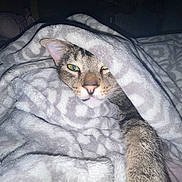 Dobby is registered to the contest to win money with this photo: cat, tabby, blanket, cozy, indoor, pet, fur, sleepy, resting, comfort, animal, cute, domestic, mammal, face, paw, soft, warm, relaxation, home
