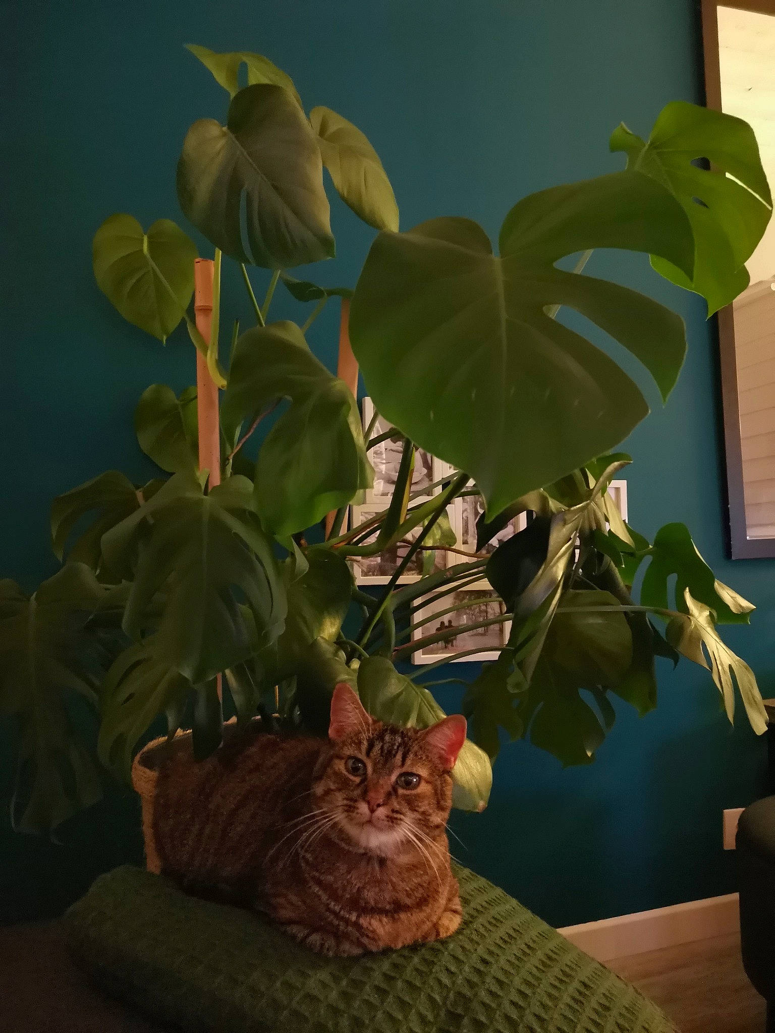 Noumi a rejoint le concours — aidez-le/la à gagner de superbes lots ! carnivore, cat, darkness, felidae, flowering_plant, fur, herb, herbaceous_plant, houseplant, organism, plant, plant_stem, room, sitting, small_to_medium_sized_cats, still_life_photography, terrestrial_plant, tints_and_shades, tree, whiskers