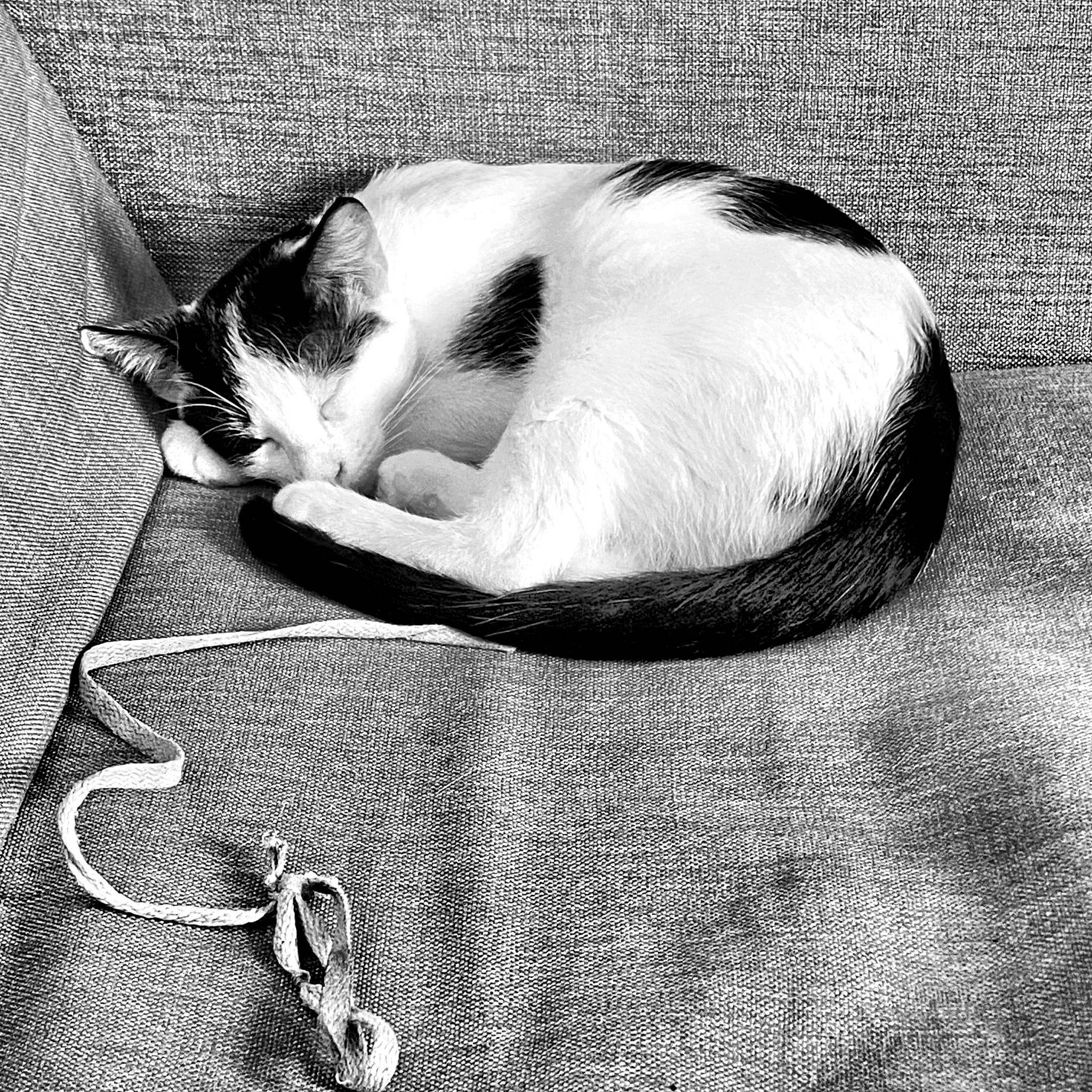 Jiji a rejoint le concours — aidez-le/la à gagner de superbes lots ! black, black_and_white, carnivore, cat, cloud, comfort, domestic_short_haired_cat, felidae, fur, grey, monochrome, monochrome_photography, paw, small_to_medium_sized_cats, snout, stock_photography, style, tail, tints_and_shades, whiskers