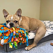 Goldfish joined the competition — help win amazing prizes! dog, french_bulldog, pet, animal, face, ears, snout, eyes, lying_down, bed, blanket, toy, colorful, fleece, indoor, bedroom, relaxed, portrait, brown_coat, second_dog