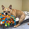 dog, french_bulldog, pet, animal, face, ears, snout, eyes, lying_down, bed, blanket, toy, colorful, fleece, indoor, bedroom, relaxed, portrait, brown_coat, second_dog