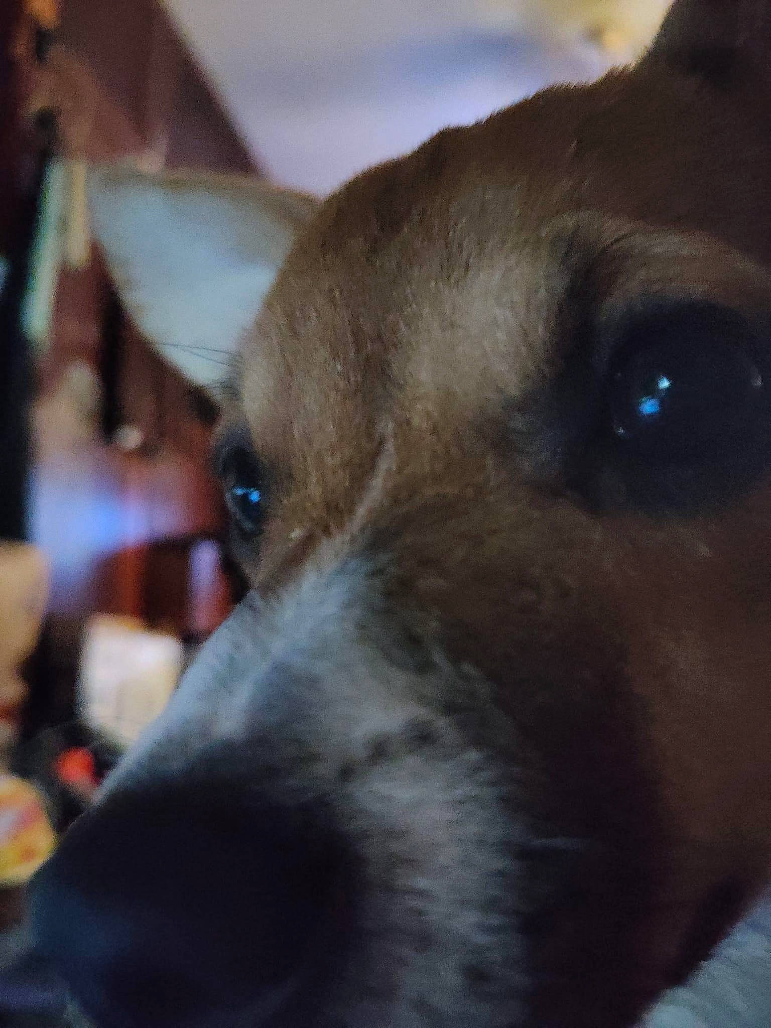 Chicko is registered to the contest to win money with this photo: canidae, carnivore, collar, companion_dog, dog, dog_breed, ear, fawn, fur, head, non_sporting_group, snout, sporting_group, terrestrial_animal, whiskers, working_animal