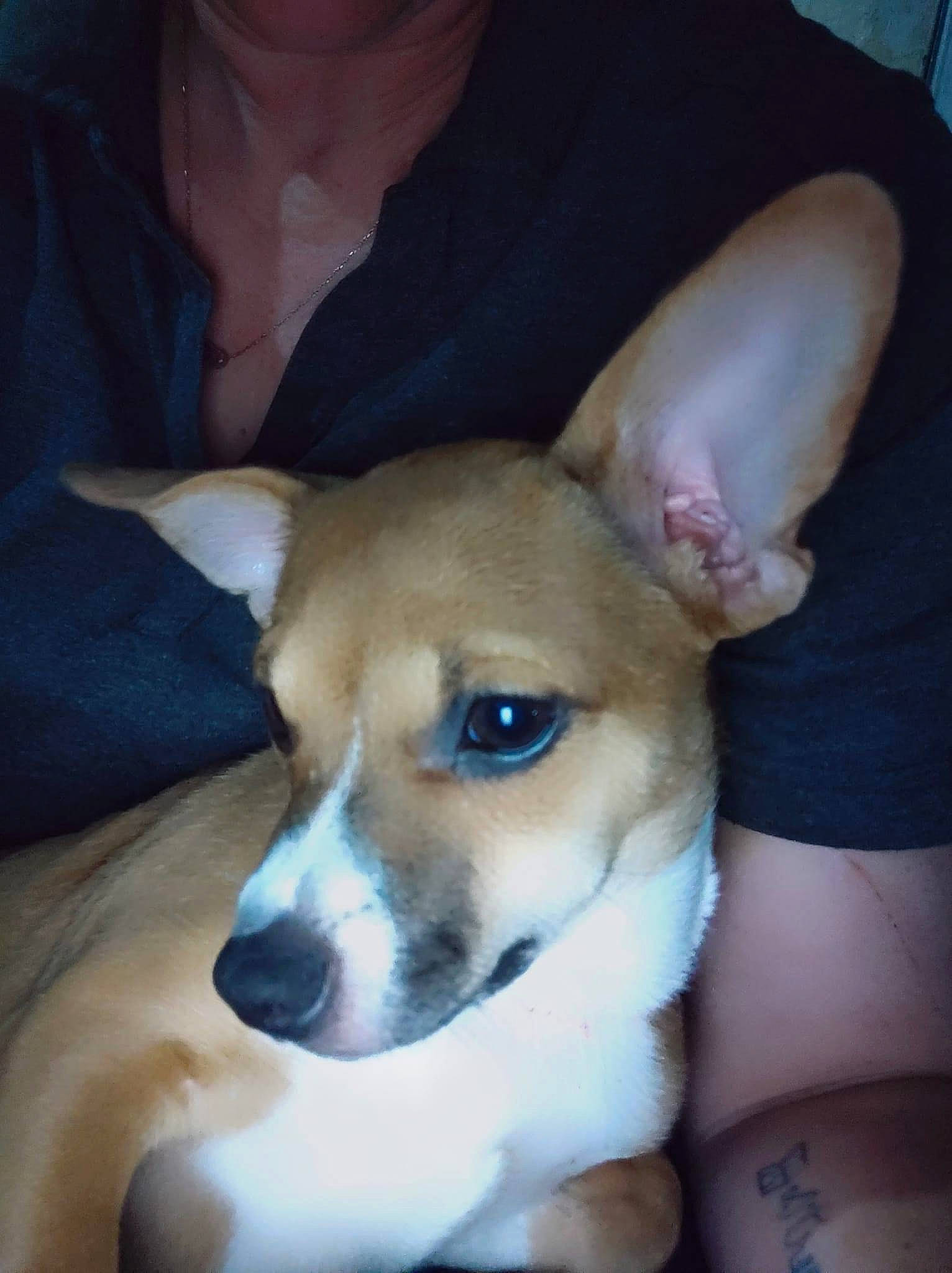 Chicko is registered to the contest to win money with this photo: basenji, canidae, carnivore, comfort, companion_dog, dog, dog_breed, ear, fawn, fur, jaw, non_sporting_group, puppy, snout, sporting_group, terrier, toy_dog, watch, whiskers, working_animal