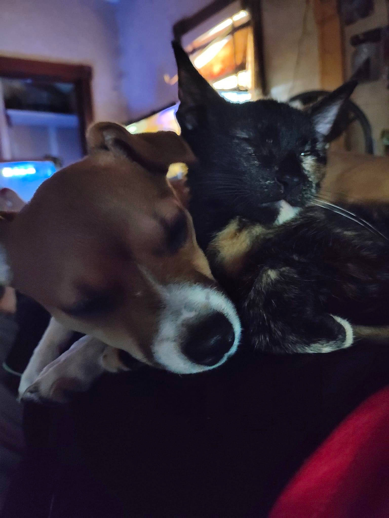 Chicko joined the competition — help win amazing prizes! canidae, carnivore, collar, companion_dog, dog, dog_breed, dog_collar, ear, fur, herding_dog, non_sporting_group, picture_frame, sky, snout, sporting_group, tail, whiskers, window, working_animal, working_dog