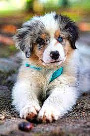 Milo is registered to the contest to win money with this photo: australian_shepherd, carnivore, companion_dog, dog, dog_breed, grass, natural_landscape, puppy, sporting_group, terrestrial_animal, texas_heeler, whiskers, working_dog