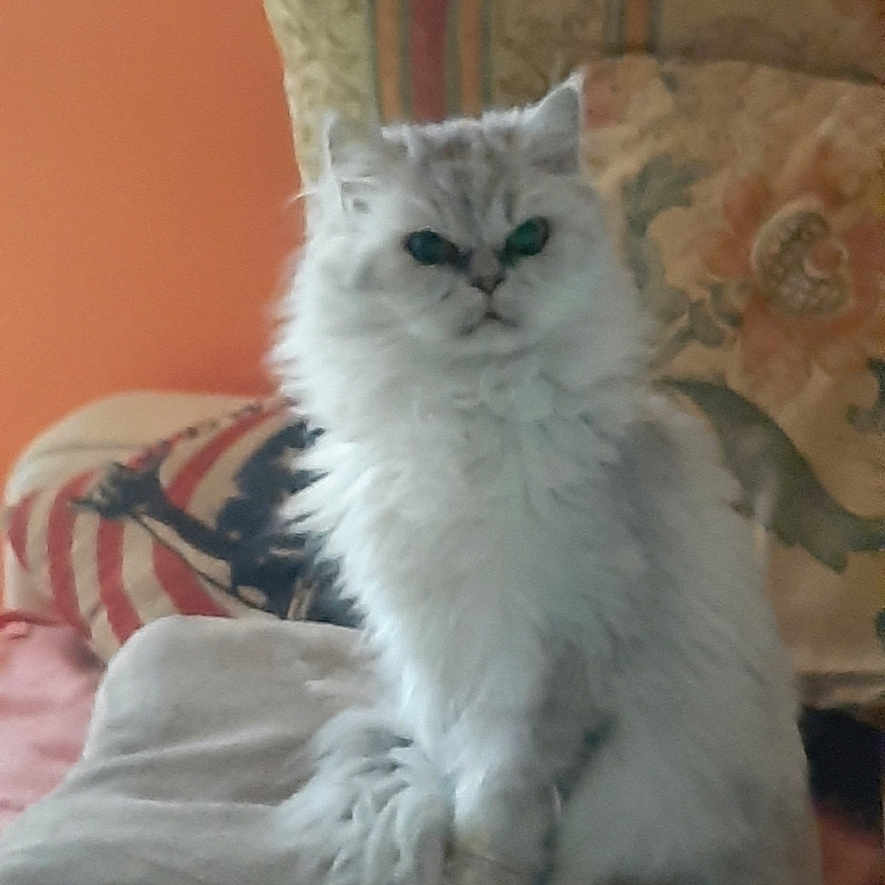 Daisy a rejoint le concours — aidez-le/la à gagner de superbes lots ! angora, animal, architecture, blanket, building, cat, chair, couch, cushion, furniture, homedecor, indoors, kitten, linen, livingroom, manx, pet, pillow, room, siamese