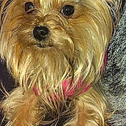 Nevaeh. joined the competition — help win amazing prizes! dog, yorkshire_terrier, pet, animal, fur, close_up, portrait, cute, small_dog, brown_fur, pink_harness, long_hair, ears, face, eyes, nose, whiskers, indoor, fluffy, adorable