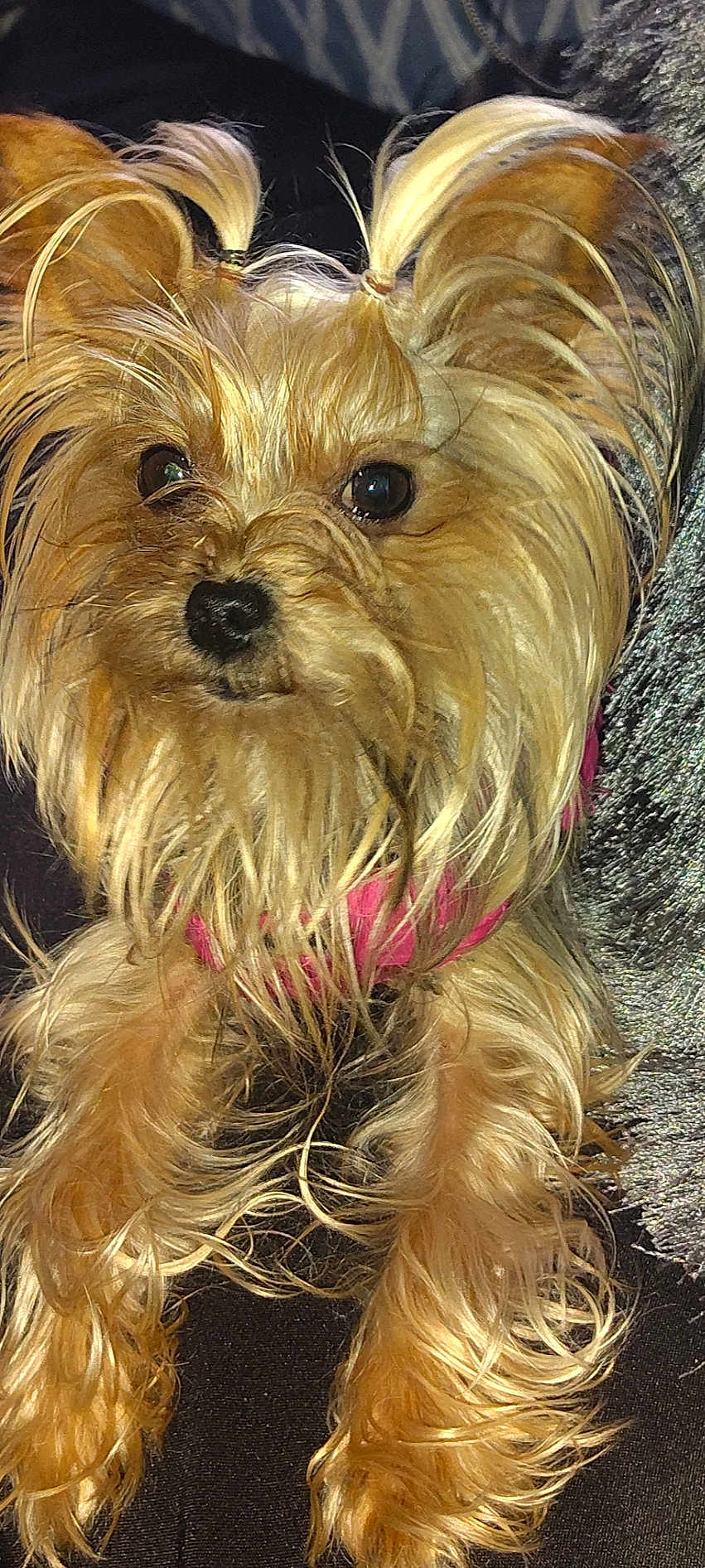 Nevaeh. joined the competition — help win amazing prizes! dog, yorkshire_terrier, pet, animal, fur, close_up, portrait, cute, small_dog, brown_fur, pink_harness, long_hair, ears, face, eyes, nose, whiskers, indoor, fluffy, adorable