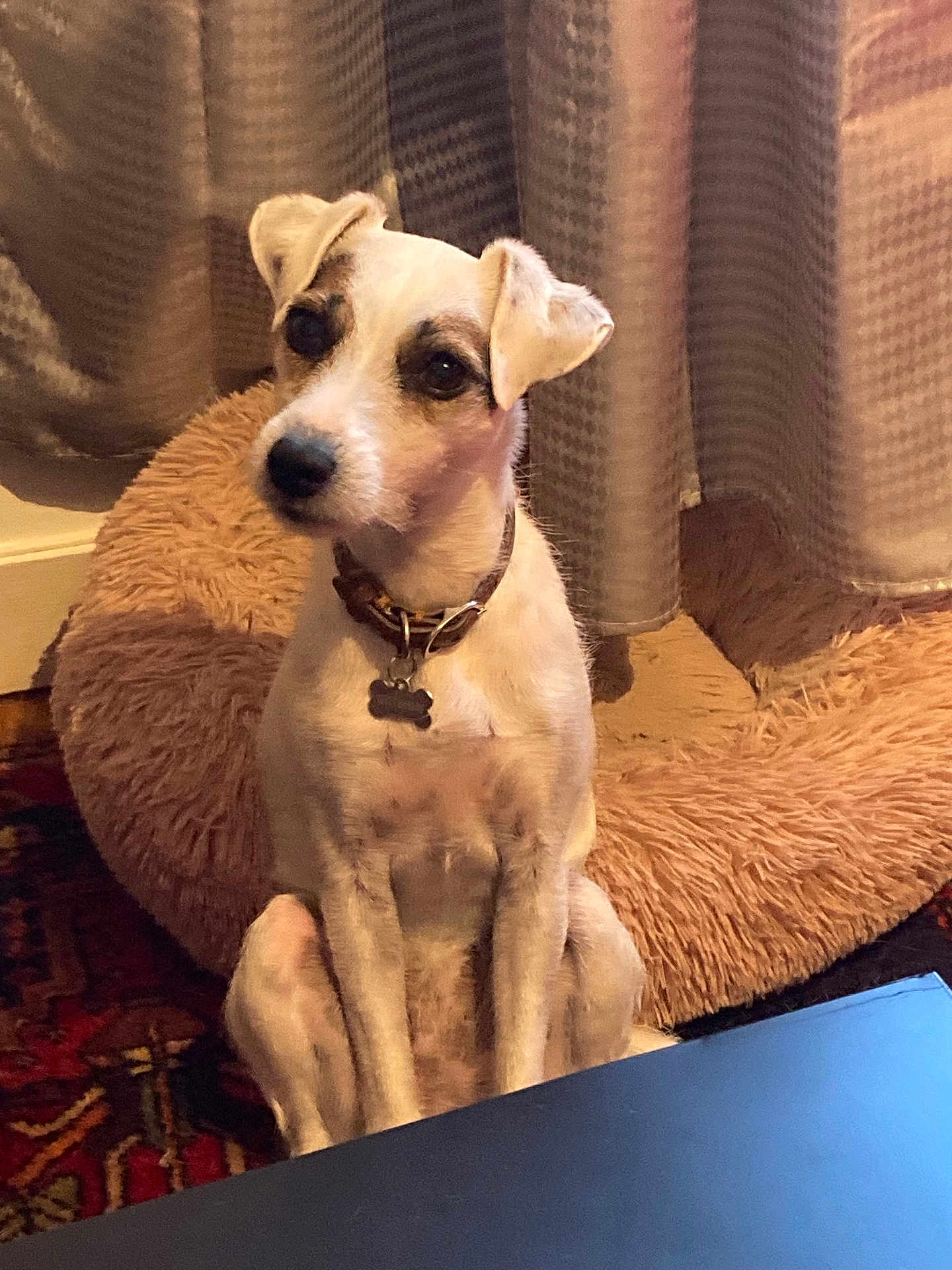 Opale participe au concours pour gagner de l'argent avec cette photo : dog, pet, indoor, curtains, dog_bed, small_dog, white_dog, tan_dog, collar, floor, carpet, furniture, animal, domestic_animal, sitting, looking, ears_up, alert, cute, companion