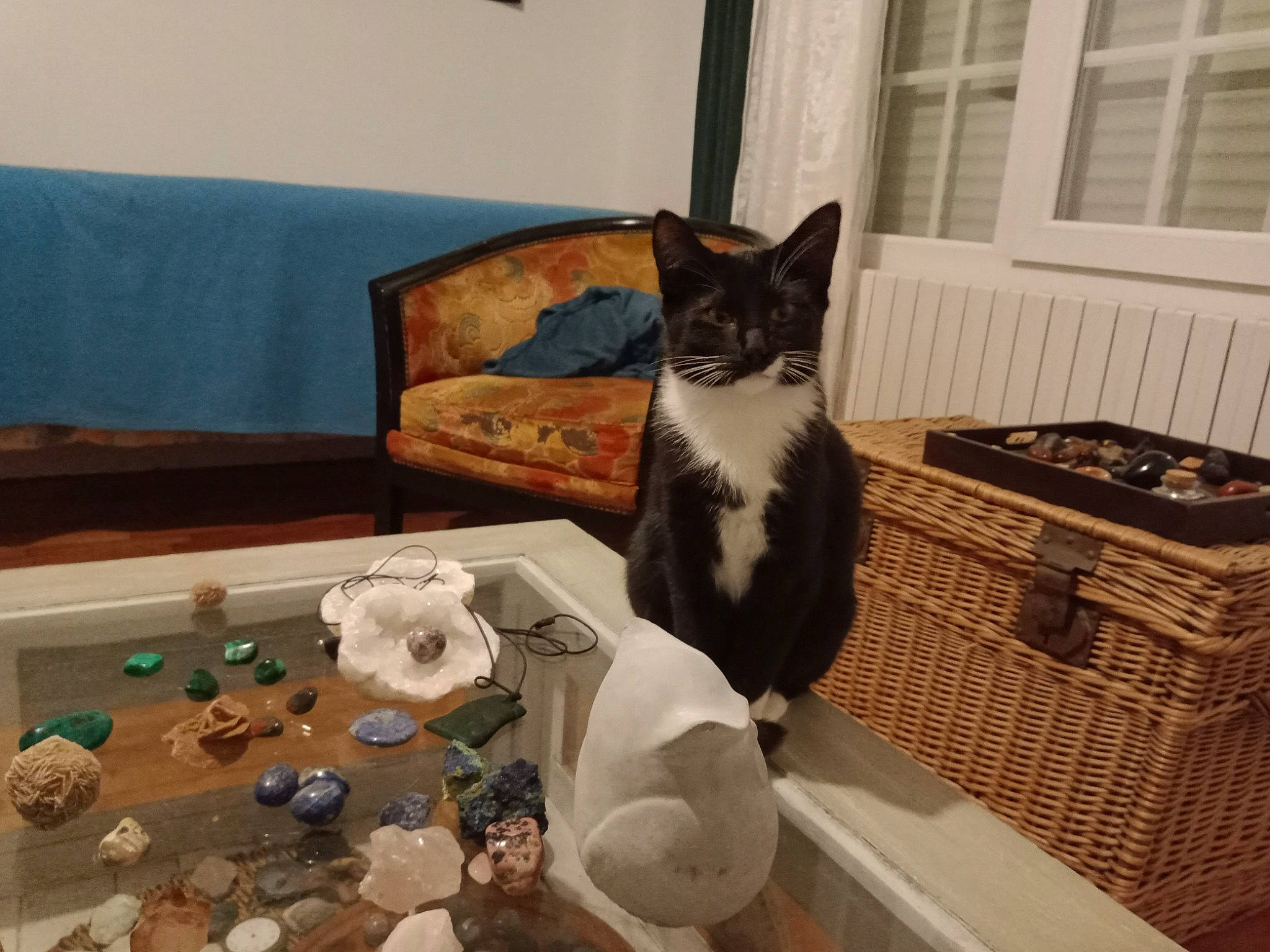 Socquette a rejoint le concours — aidez-le/la à gagner de superbes lots ! carnivore, cat, cat_supply, comfort, domestic_short_haired_cat, felidae, flooring, fur, hardwood, linens, living_room, mammal, pet_supply, room, small_to_medium_sized_cats, tail, vertebrate, whiskers, window, wood