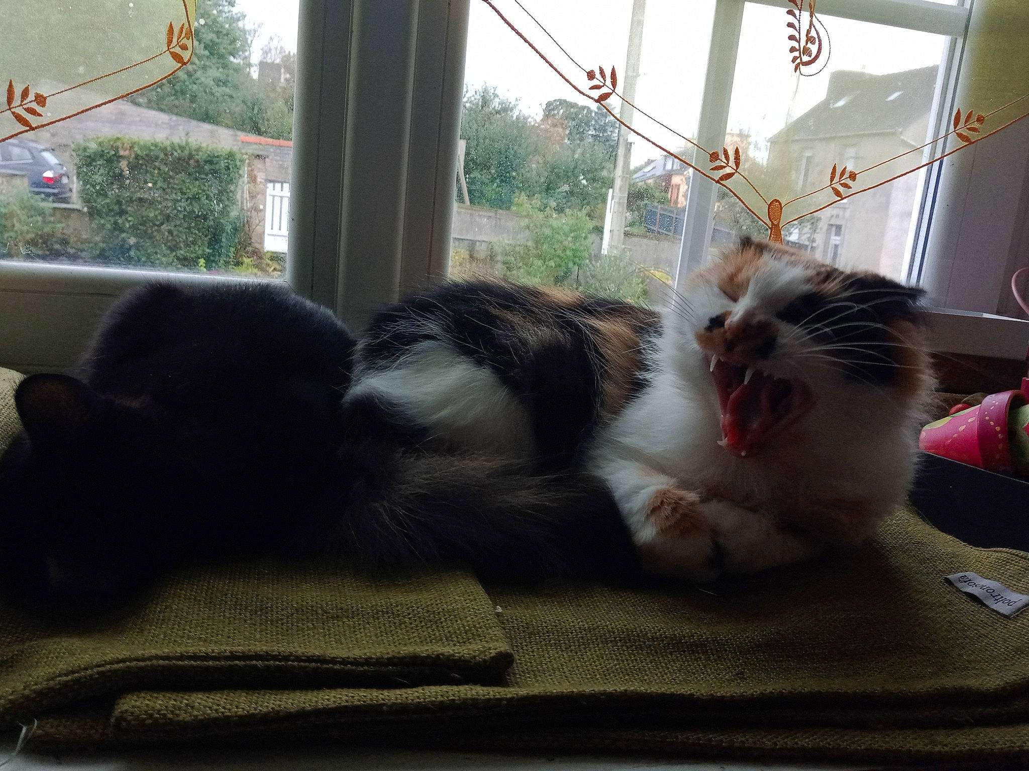 Ily a rejoint le concours — aidez-le/la à gagner de superbes lots ! canidae, carnivore, cat, comfort, companion_dog, dog_breed, domestic_short_haired_cat, felidae, fur, nap, paw, room, small_to_medium_sized_cats, tail, tree, whiskers, window