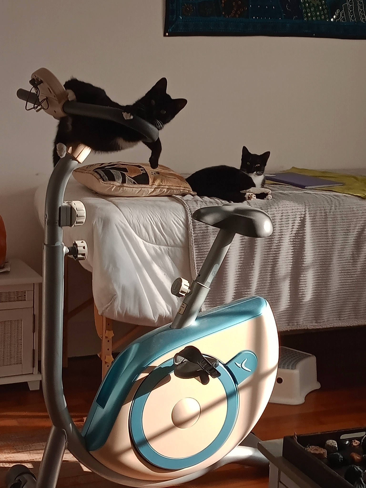 Pablette participe au concours pour gagner de l'argent avec cette photo : automotive_design, bag, carnivore, cat, chair, comfort, felidae, furniture, household_supply, interior_design, linens, mammal, plumbing_fixture, room, sitting, small_to_medium_sized_cats, tail, tire, whiskers, white