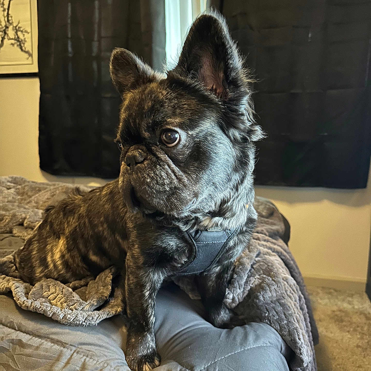 Blu is registered to the contest to win money with this photo: animal, bed, bedroom, blanket, bulldog, canine, couch, dog, frenchbulldog, furniture, indoors, pet, pitbull, pug, puppy, room, terrier
