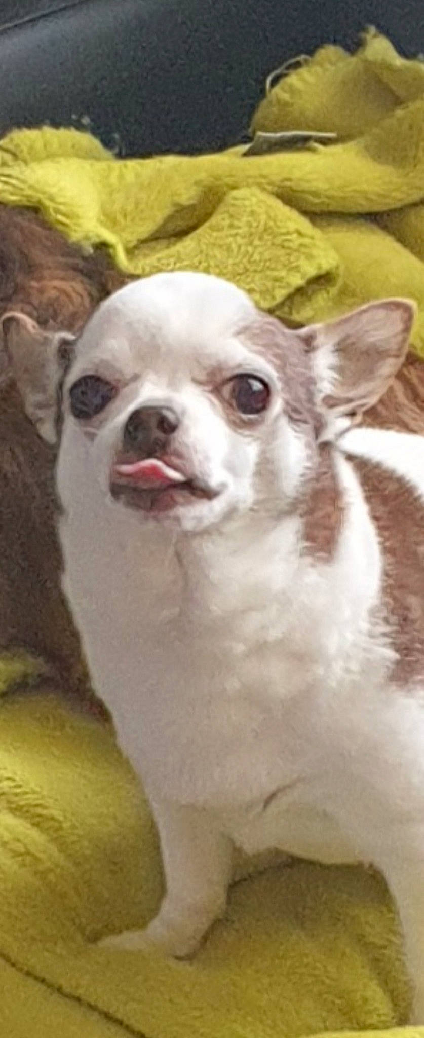 Gina a rejoint le concours — aidez-le/la à gagner de superbes lots ! ancient_dog_breeds, canidae, carnivore, companion_dog, corgi_chihuahua, dog, dog_breed, ear, eye, fawn, fur, grass, non_sporting_group, snout, sporting_group, terrestrial_animal, toy_dog, whiskers, working_animal