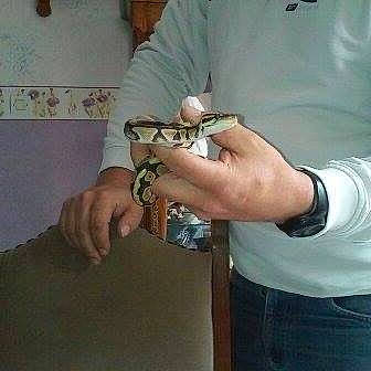 Zezette a rejoint le concours — aidez-le/la à gagner de superbes lots ! hand, reptile, scaled_reptile