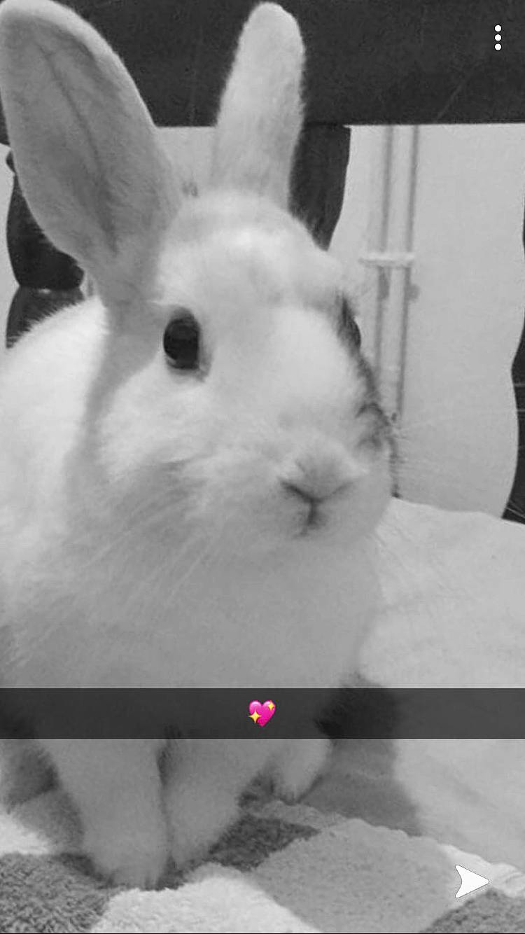 Vanille participe au concours pour gagner de l'argent avec cette photo : black_and_white, domestic_rabbit, ear, easter_bunny, hare, monochrome_photography, nose, photography, rabbit, rabbits_and_hares, skin, snout, snowshoe_hare, style, whiskers, white