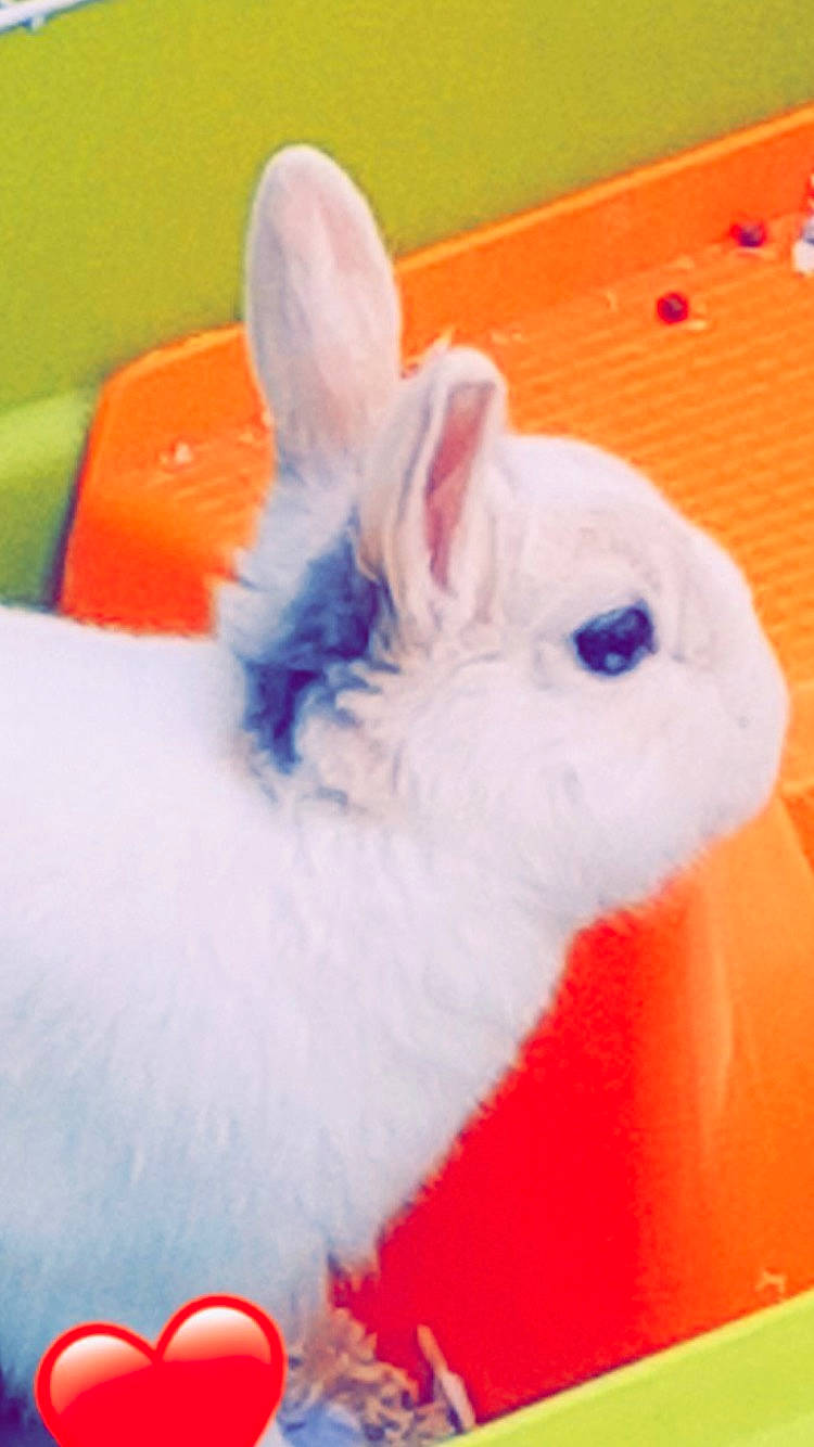 Vanille a rejoint le concours — aidez-le/la à gagner de superbes lots ! domestic_rabbit, easter_bunny, hare, rabbit, rabbits_and_hares