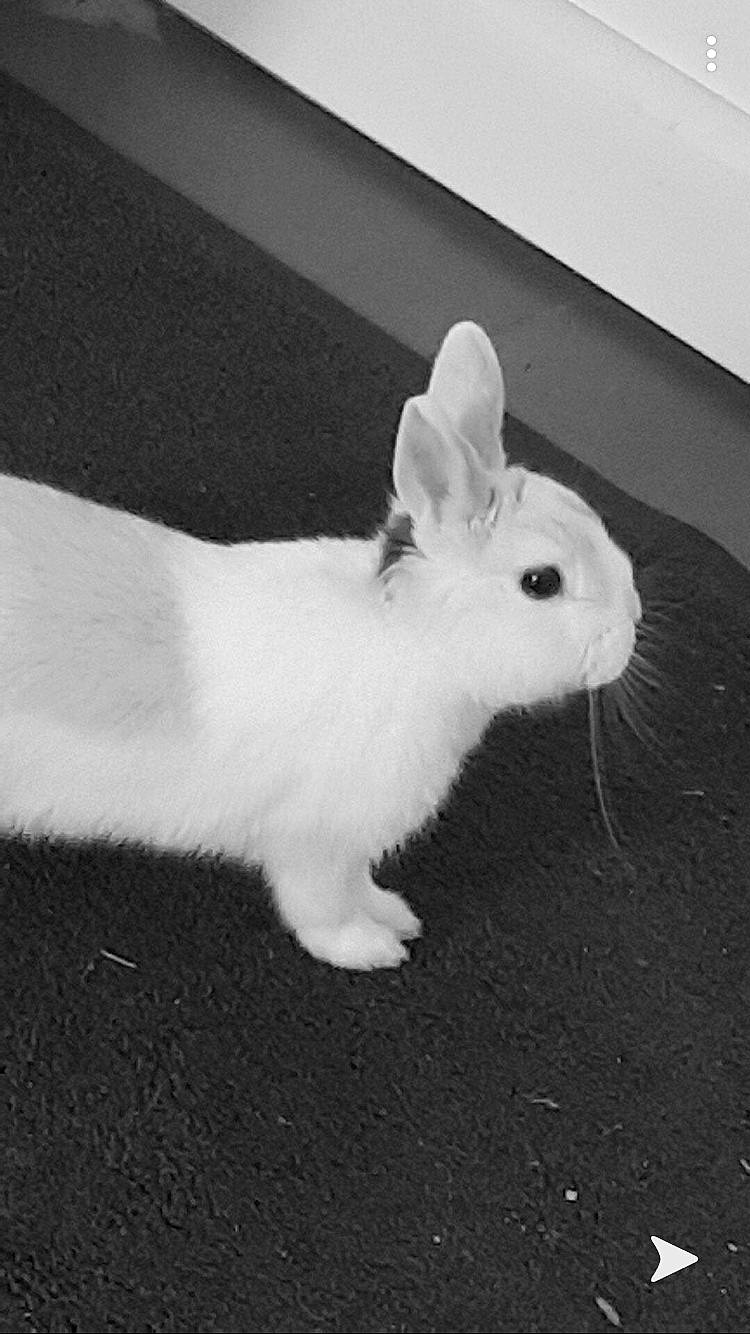 Vanille a rejoint le concours — aidez-le/la à gagner de superbes lots ! black_and_white, domestic_rabbit, ear, hare, rabbit, rabbits_and_hares, snowshoe_hare, tail, whiskers, white