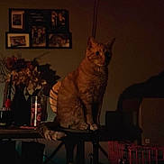 Simba is registered to the contest to win money with this photo: animal, cat, cozy, curious, decor, dim_lighting, dried_flowers, feline, framed_photos, home_interior, indoor, orange_tabby, pet, quiet, shadow, sitting, still_life, table, vase, warm_light