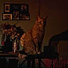 animal, cat, cozy, curious, decor, dim_lighting, dried_flowers, feline, framed_photos, home_interior, indoor, orange_tabby, pet, quiet, shadow, sitting, still_life, table, vase, warm_light