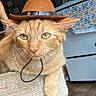 Simba joined the competition — help win amazing prizes! animal, appliance, cabinet, carpeted_perch, cat, cowboy_hat, cute, domestic, feline, flooring, fur, hat, indoor, kitchen, orange_tabby, pet, portrait, resting, towel, whiskers