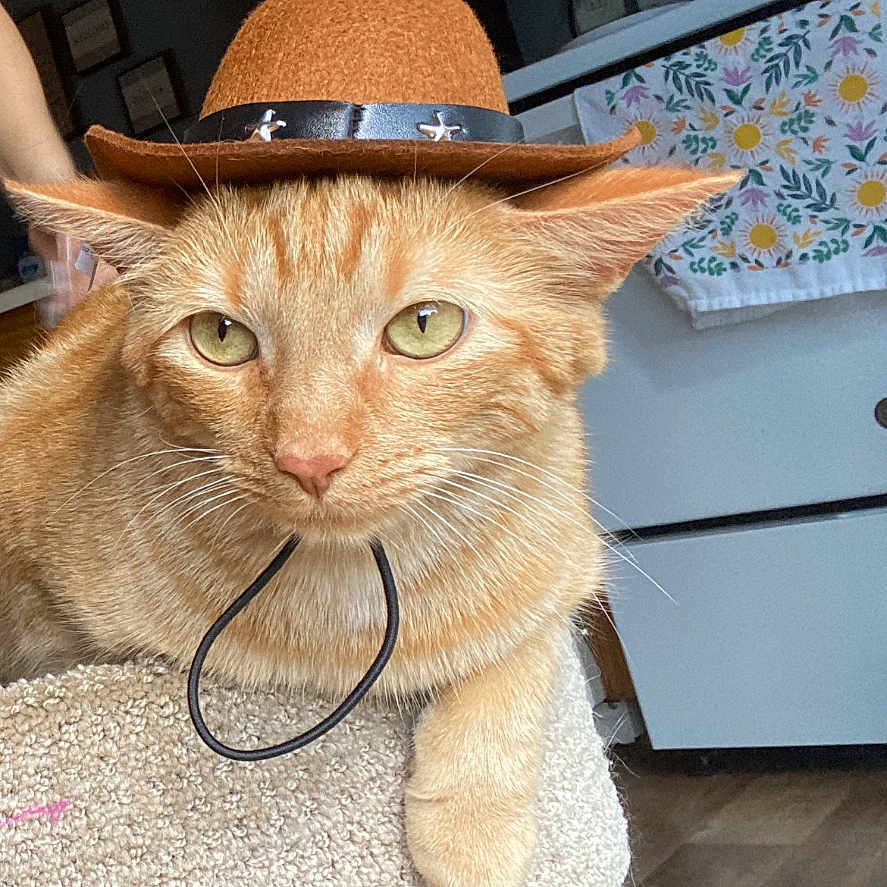 Simba