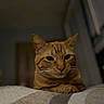 Simba is registered to the contest to win money with this photo: animal, blanket, blurred_background, calm, cat, closeup, cozy, cute, domestic_animal, ears, face, feline, fur, indoor, orange_tabby, pet, portrait, resting, soft_lighting, whiskers
