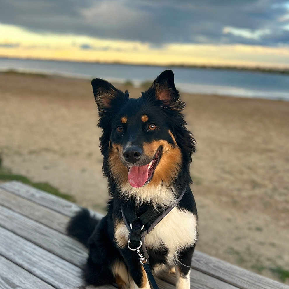 Maya participe au concours pour gagner de l'argent avec cette photo : animal, beach, bench, canine, clouds, dog, ears, fur, happy, leash, nature, outdoor, park, pet, sand, sky, smiling, sunset, tongue, water