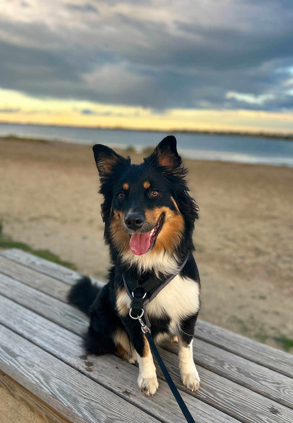 Maya participe au concours pour gagner de l'argent avec cette photo : dog, beach, bench, leash, sand, sky, clouds, outdoor, pet, canine, happy, tongue, fur, ears, nature, water, sunset, animal, smiling, park