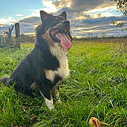 Maya participe au concours pour gagner de l'argent avec cette photo : dog, outdoor, grass, field, clouds, sky, nature, happy, tongue_out, animal, pet, canine, sunset, fence, greenery, leaf, tree, playful, sitting, daytime
